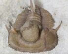 Scarce Cyphaspis Carrolli Trilobite - Oklahoma #42251-2
